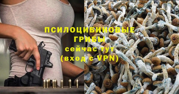 гашик Алексин